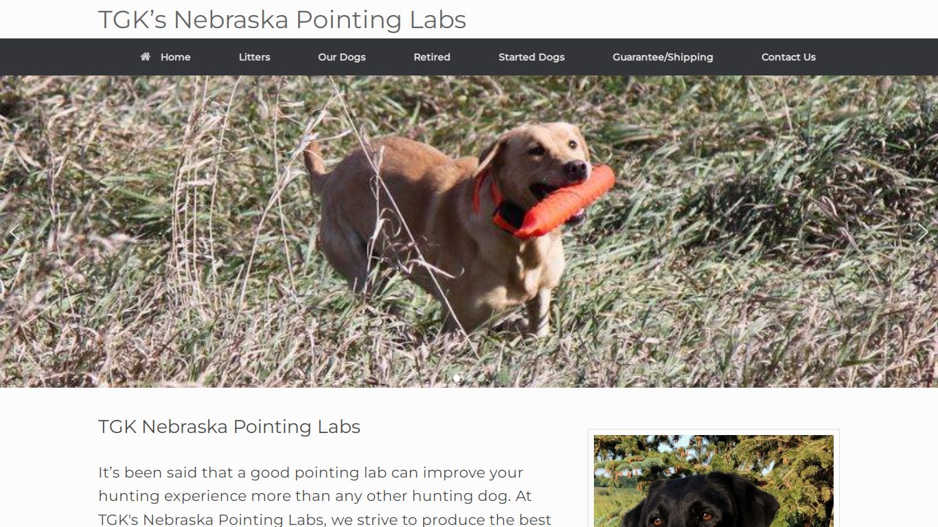 Home Page - TGK’s Nebraska Pointing Labs